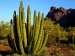 organ-pipe-cactus--alamo-canyon--arizona
