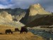 grazing-yaks--near-photoskar-village--ladakh--india