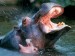 bathing-hippopotamuses
