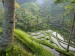 terraced-rice-paddies--ubud-area--bali--indonesia