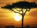 blue-wildebeests-at-sunrise--masai-mara--kenya