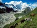 yak-herding--kangshung-glacier--tibet