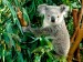 hanging-out--koala
