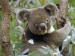 koala-in-eucalyptus-tree--australia