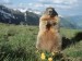 alpine-marmot--hohe-tauern-national-park--austria