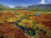 colorful-mosses--cedarberg-wilderness-area--northern-cape--south-africa