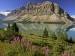 bow-lake-and-flowers--banff-national-park--alberta--canada
