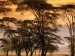 fever-trees-at-sunset--africa