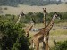 giraffes--masai-mara-game-reserve--kenya