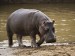 hippopotamus--masai-mara--kenya
