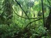 lianas-in-interior-of-lowland-rainforest--la-selva-biological-station--costa-rica