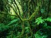 monteverde-rainforest--costa-rica