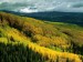 aspen-forest-in-early-fall--ohio-pass--gunnison-national-forest--colorado