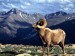big-horn-ram--rocky-mountain-national-park--colorado