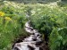 wildflowers-border-a-mountain-stream--white-river-national-forest--colorado