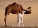 dromedary-camels--sahara--egypt