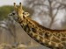 nosey-giraffe--africa