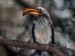 proud-hornbill--kruger-park--south-africa