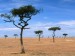 scattered-acacia-trees--kenya--africa