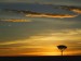 single-acacia-tree-at-sunrise--masai-mara--kenya