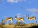 springboks--kgalagadi-transfrontier-park--kalahari--south-africa