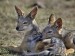 young-black-backed-jackals--masai-mara--kenya--africa