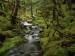 temperate-rainforest--cordova--alaska