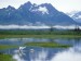 trumpeter-swans--copper-river-delta--alaska