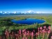 tundra-pond--mount-mckinley--denali-national-park--alaska