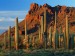 alamo-canyon--organ-pipe-cactus-national-monument--arizona