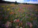 field-of-locoweed--paintbrush-and-gold-flower--apache-sitgreaves-national-forest--arizona